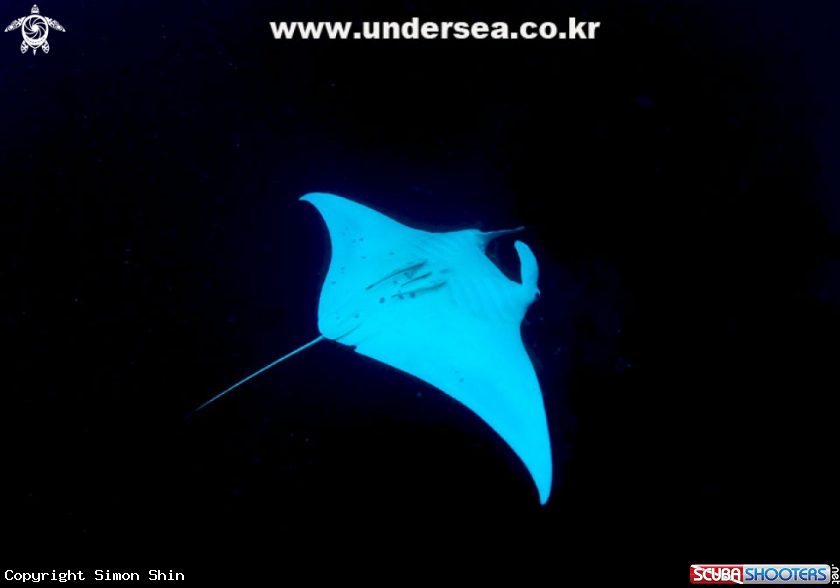 A Mantaray