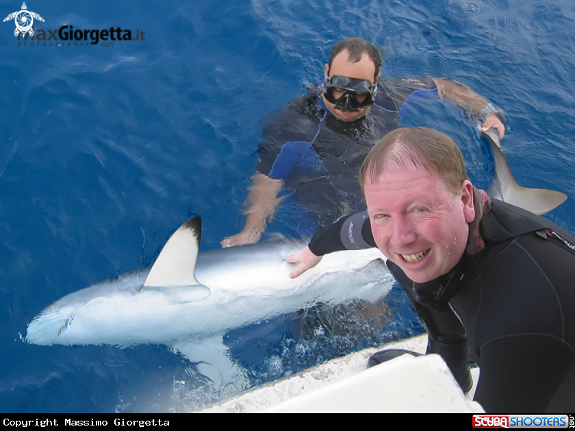 A silk shark