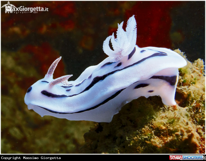 A nudibranch