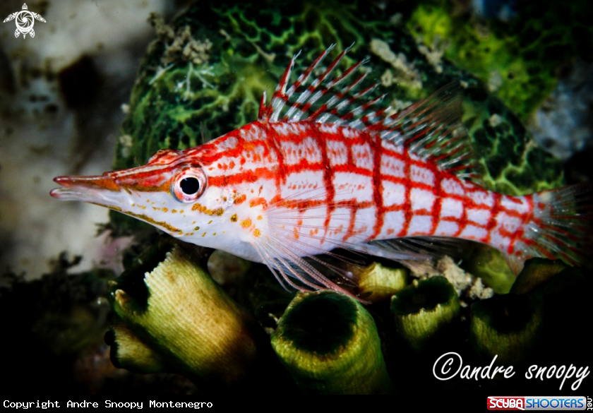 A Long Nose Hawkfish