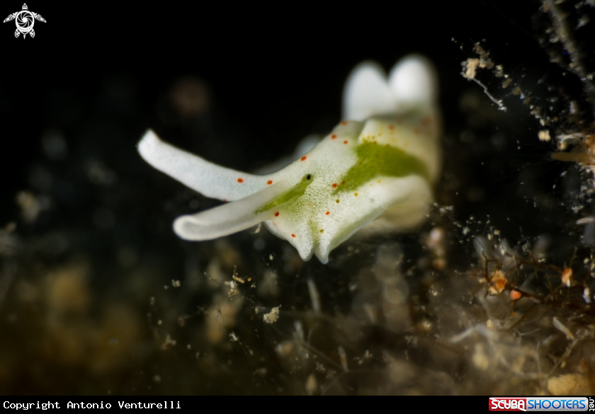 A Elysia timida nudibranch