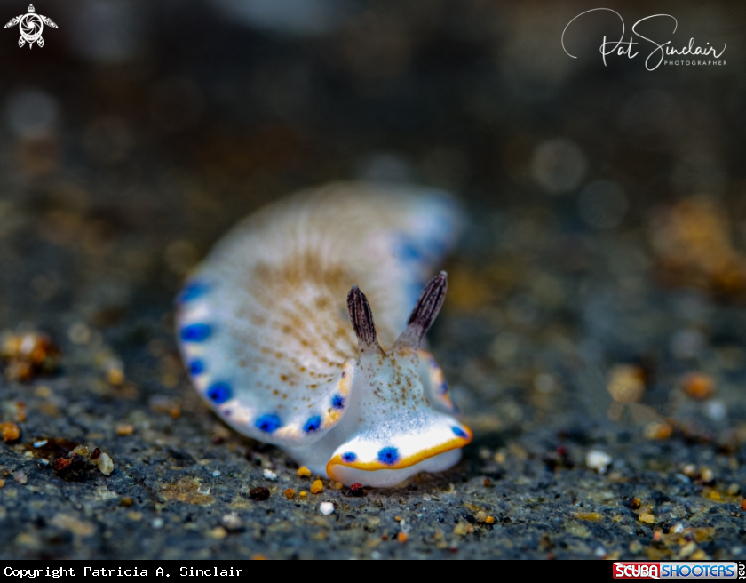 A nudibranch