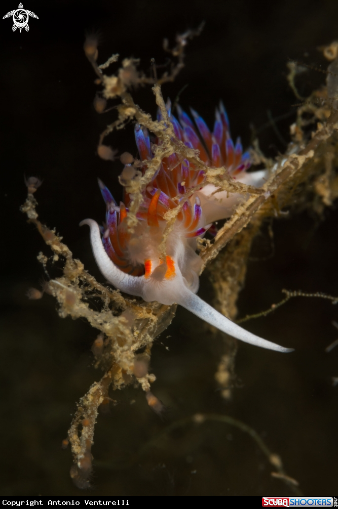 A Cratena peregrina nudibranch