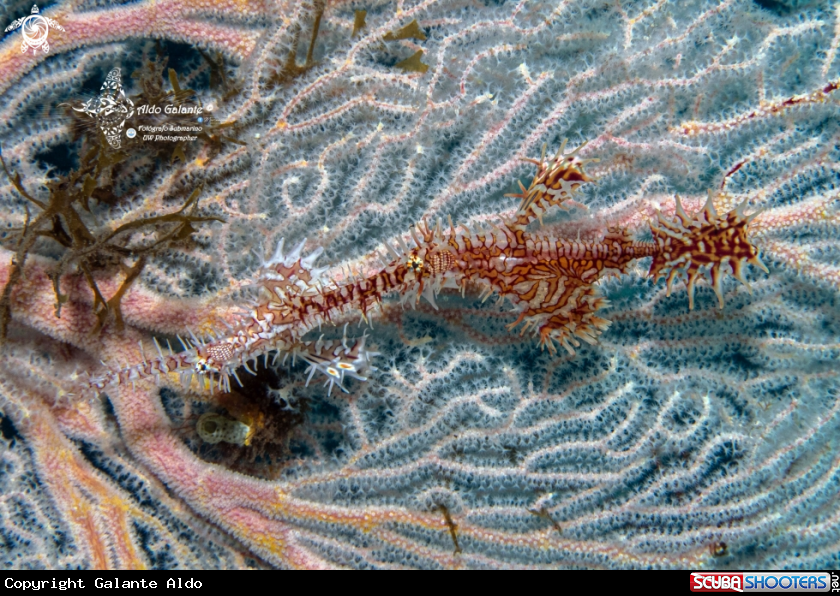 A Ghost Pipe Fish