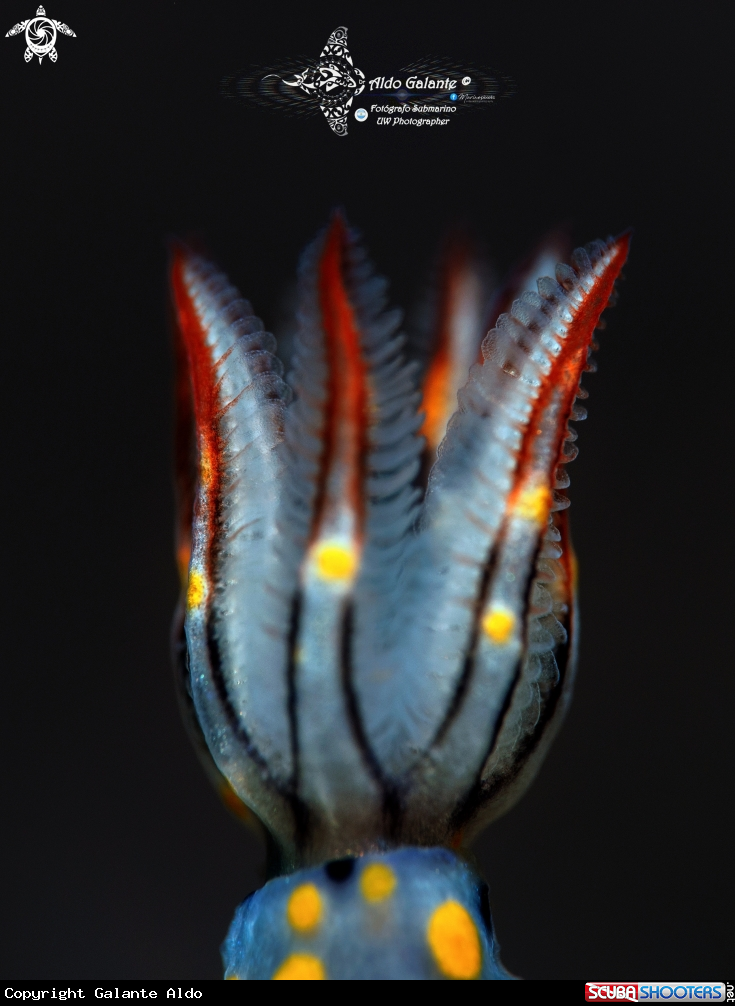 A Nudibranch