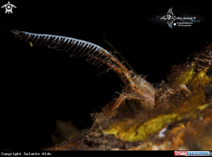 A Decorator Crab