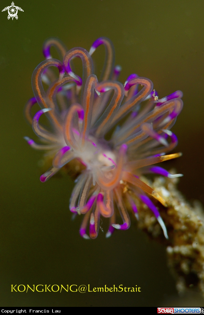 A Purple Nudibranch (Sakuraeolis kirembosa)