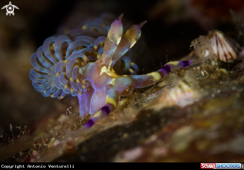 A Pteraeolidia semperi nudibranch