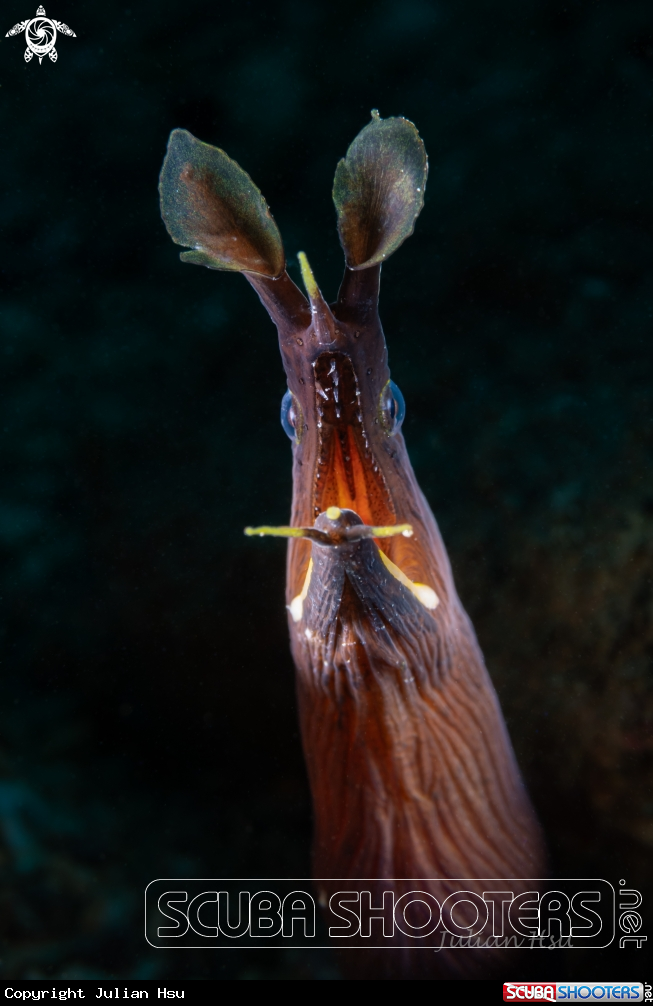 A Ribbon Eel