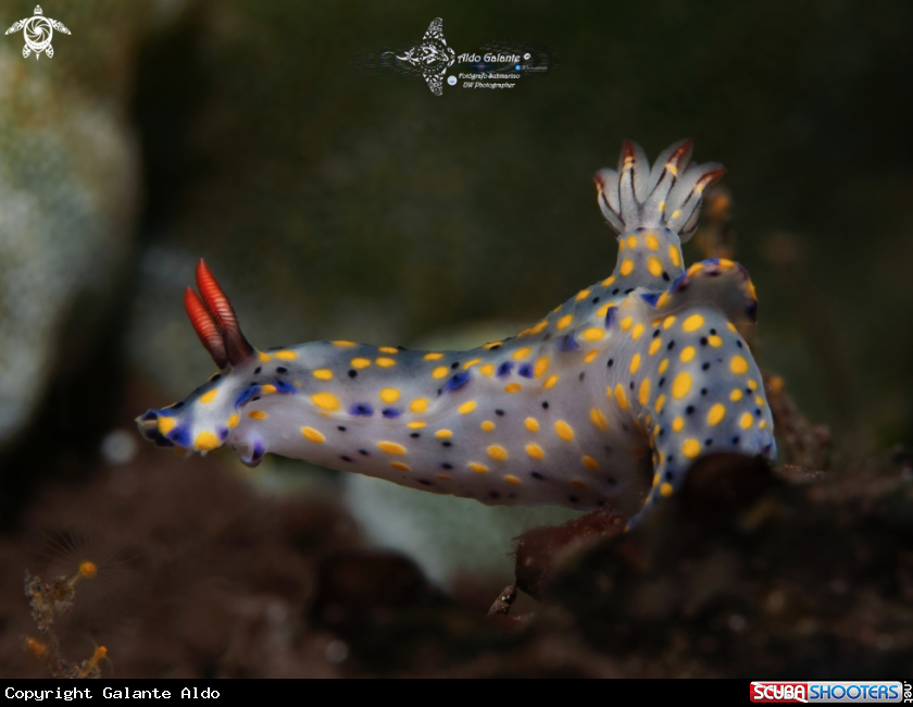 A Hypselodoris Nudibranch