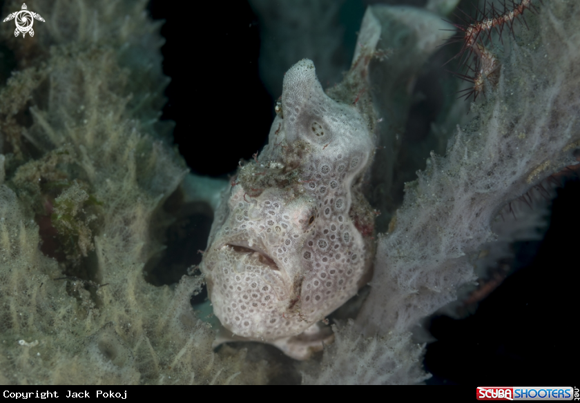 A Painted Frogfish