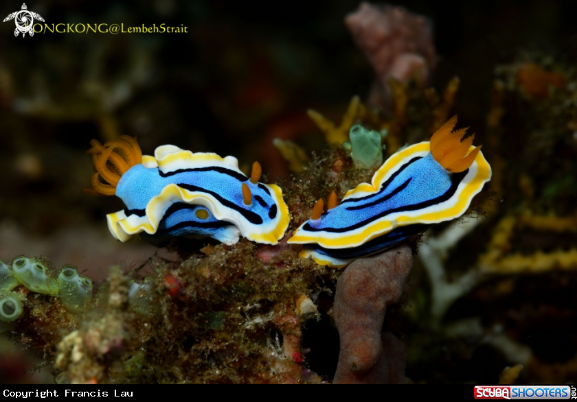 A Nudibranchs mating (Chromodoris elisabethina Bergh)