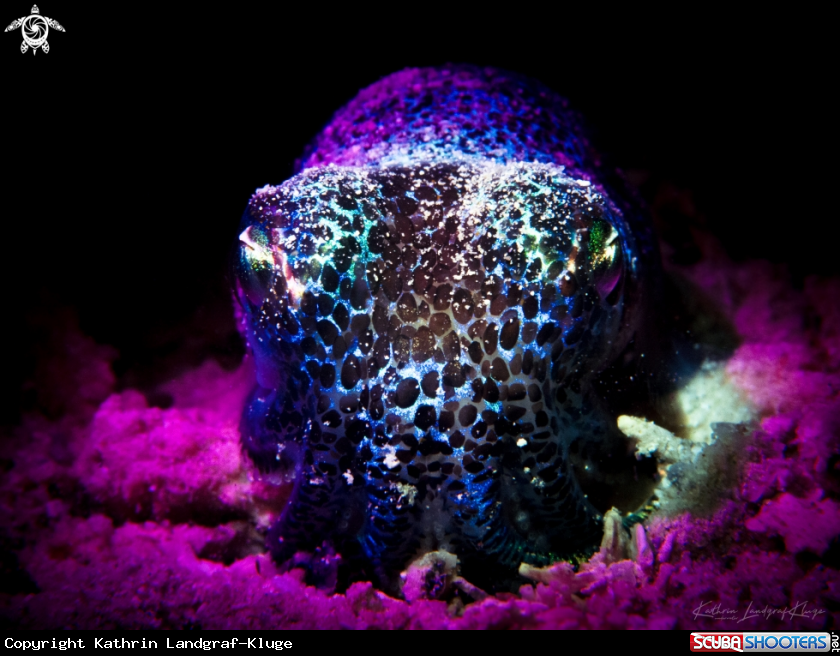 A Bobtail squid 