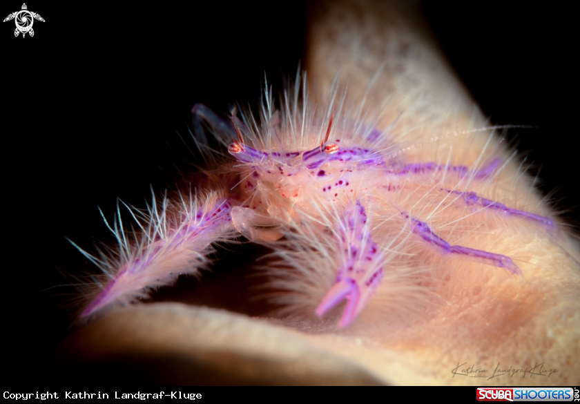 A Hairy Squat Lobster 