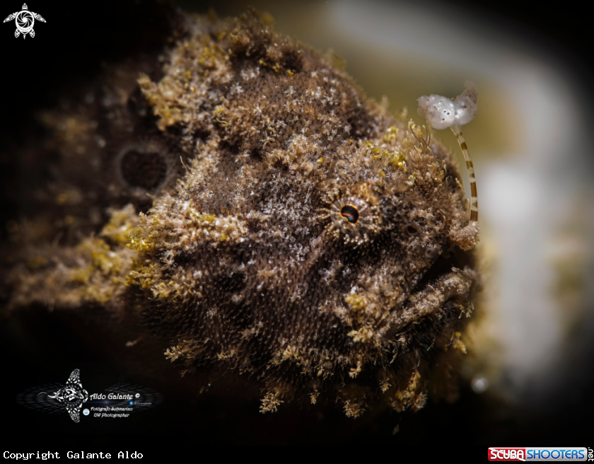 A Hairy Frogfish