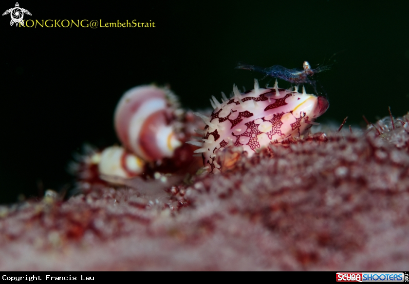 A Shrimp and Cowrie