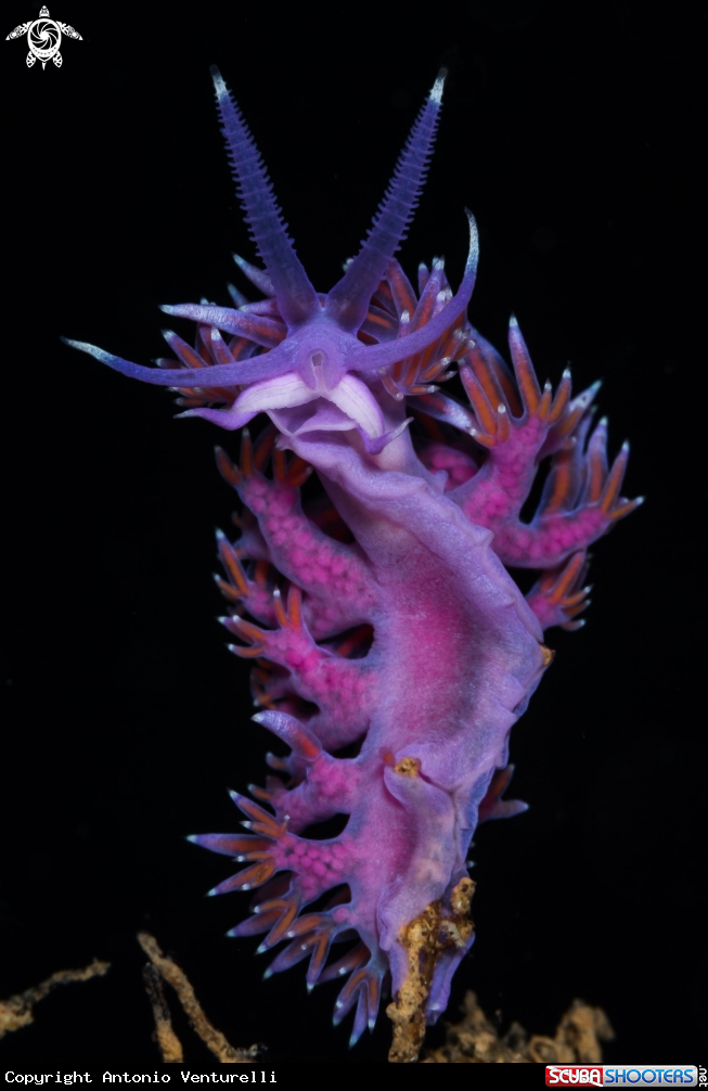 A Flabellina affinis nudibranch