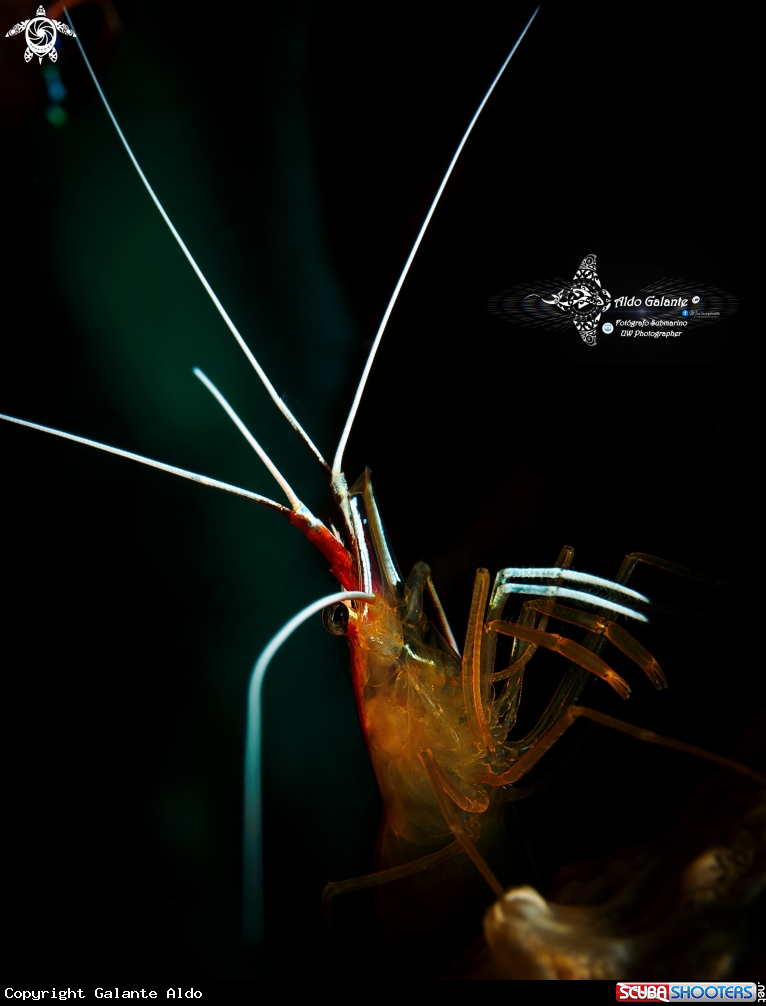 A Cleaner Shrimp