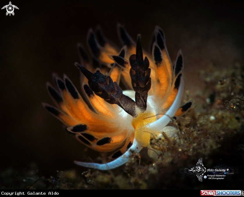 A Sea Slug