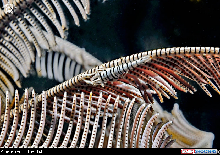 A Crinoid Shrimp