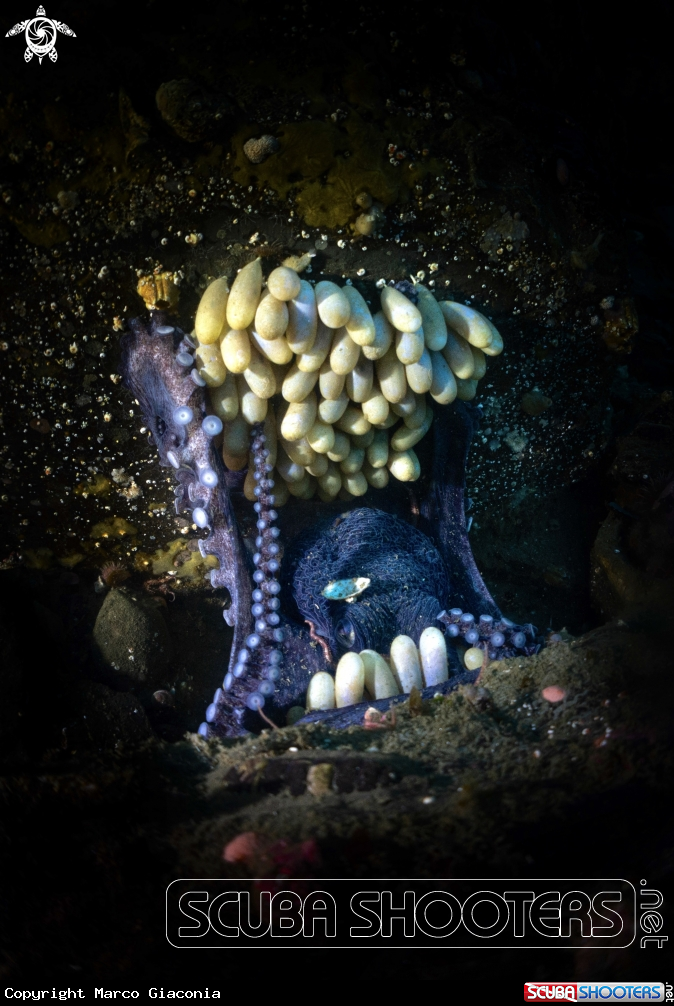 A octopus