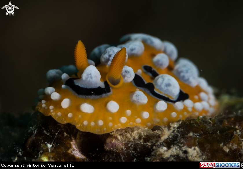 A Phyllidia ocellata nudibranch