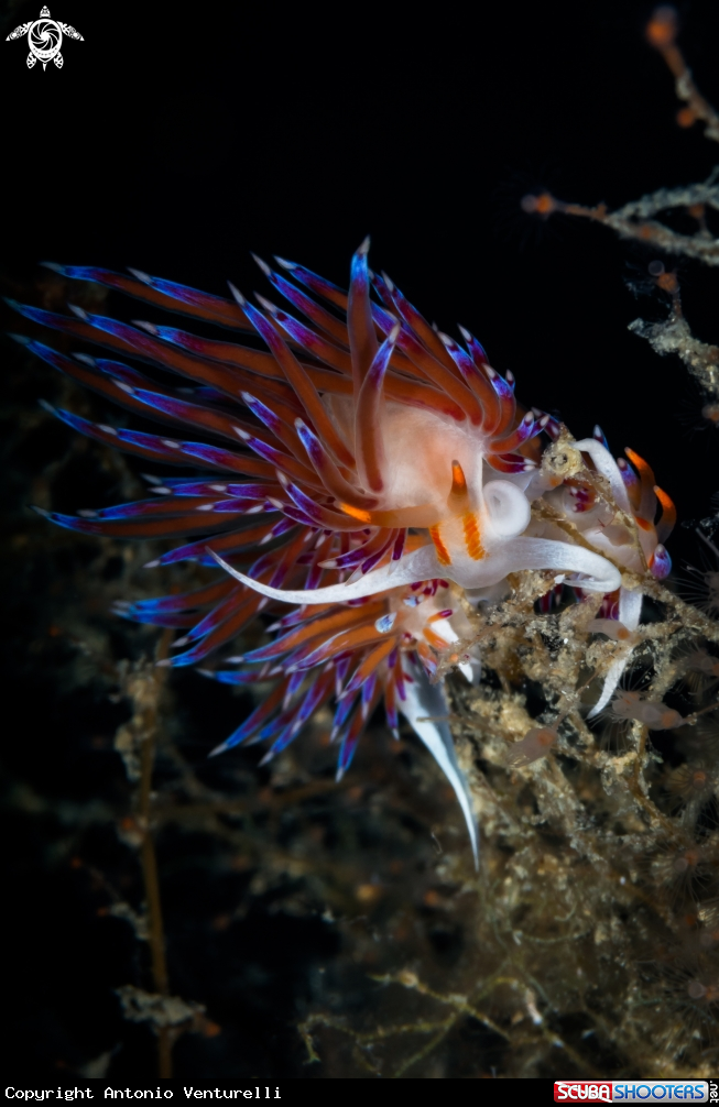 A Cratena nudibranch