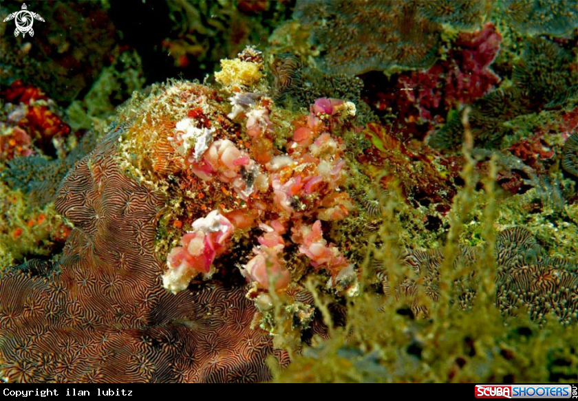 A Decorator crab