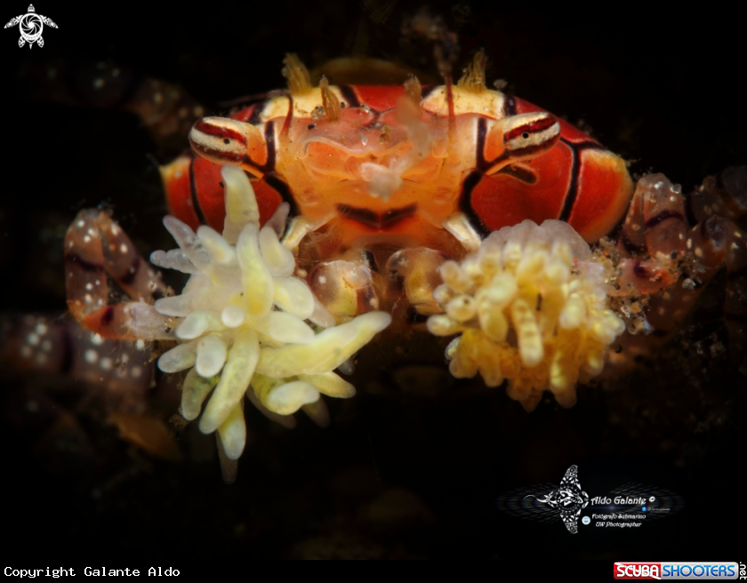 A Boxer Crab