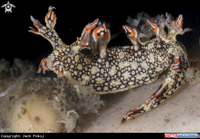 A Bornella anguilla