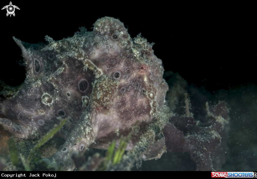 A Giant Frogfish