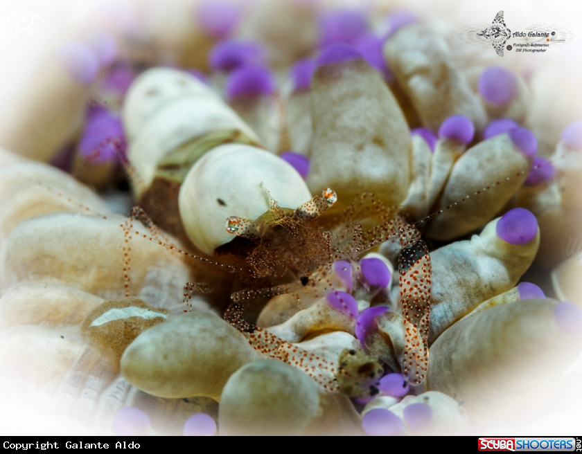 A Coral Shrimp