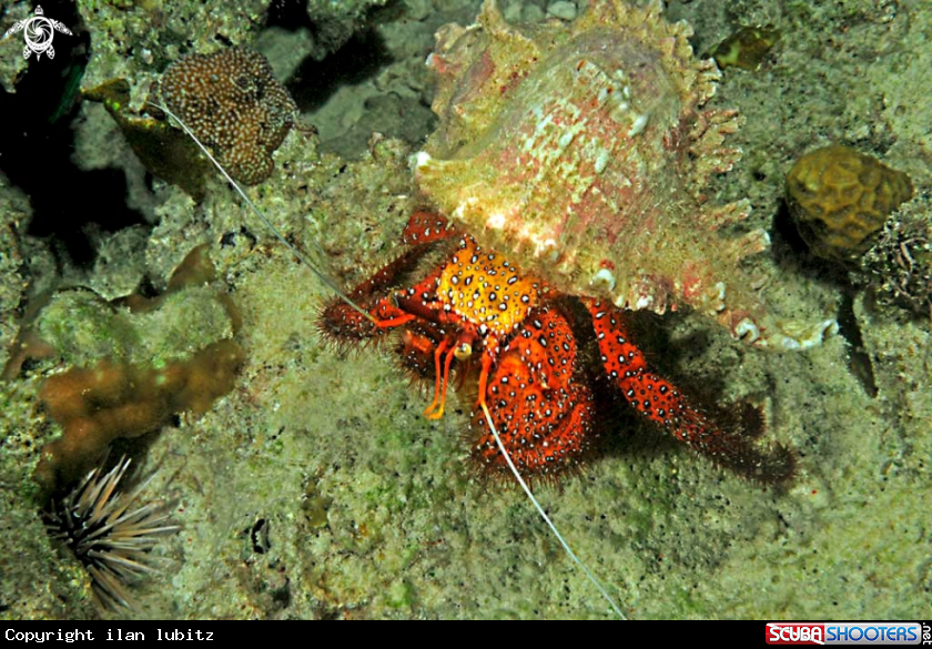 A hermit crab