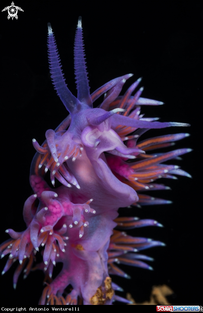 A Mediterranean Flabellina nudibranch