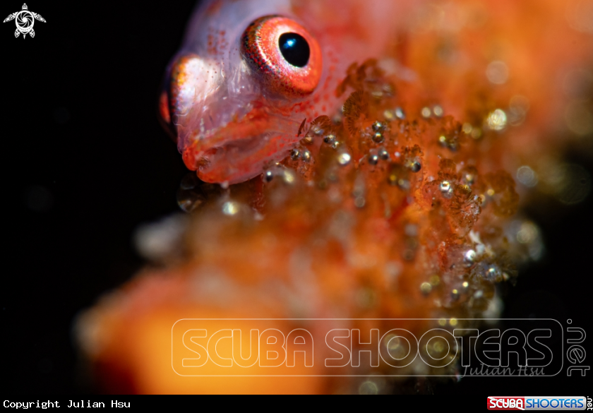 A Sea whip goby