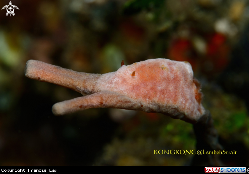 A Pink Nudibranch (Rostanga)