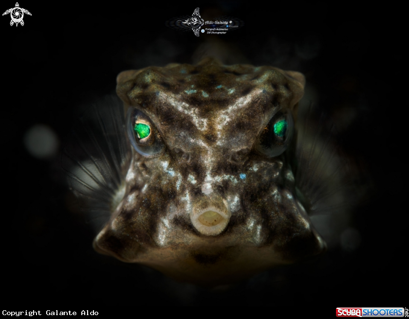 A Boxfish Juvenil