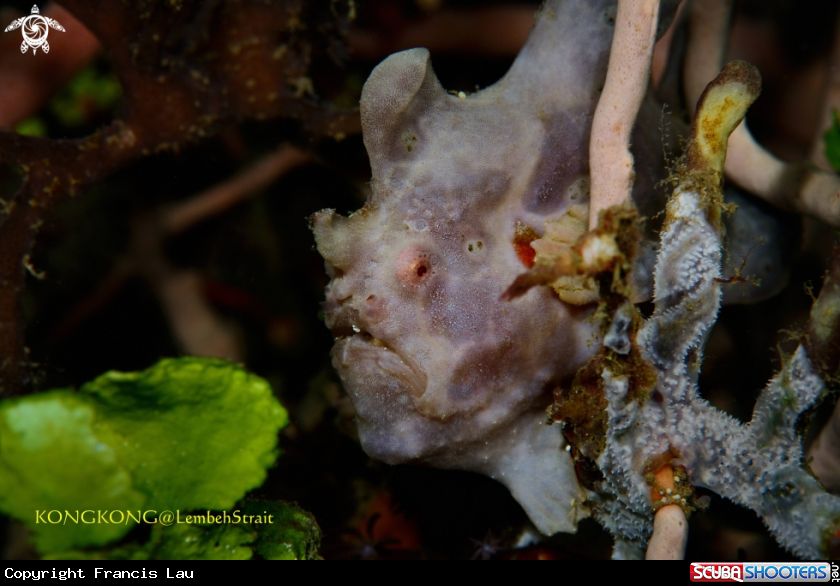 A Giant Frogfish