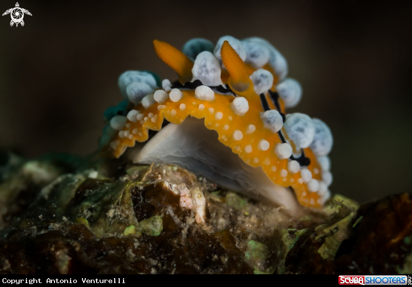 A Phyllidia ocellata nudibranch