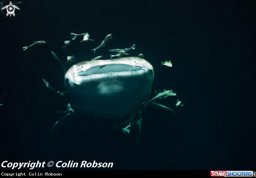 A underwater creature