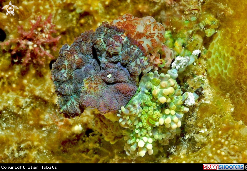 A Decorator crab
