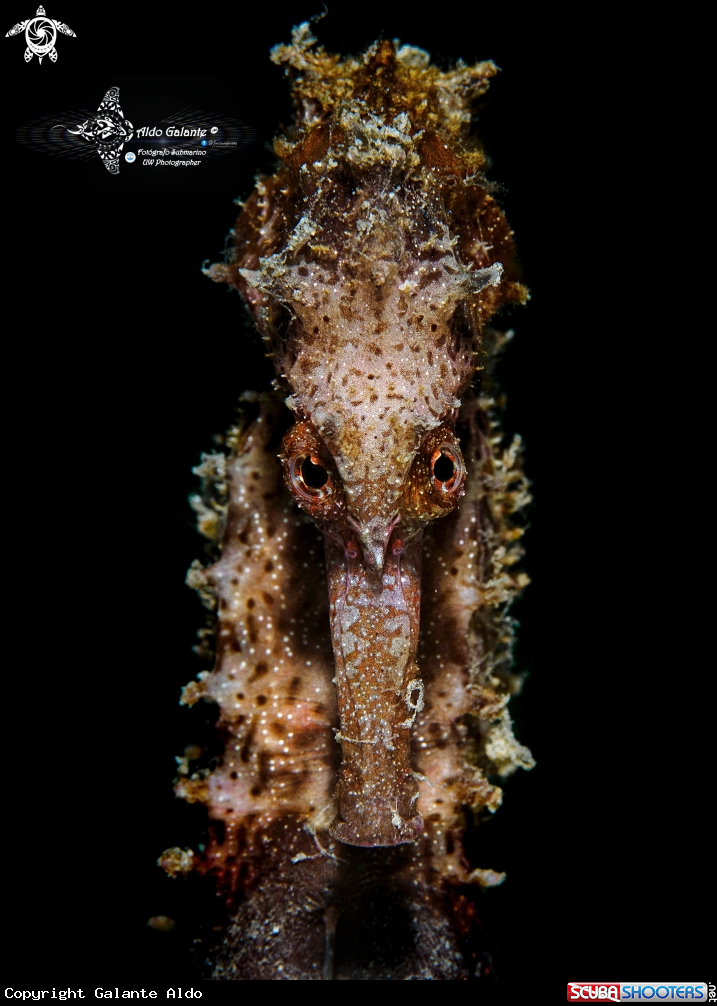 A Sea Horse