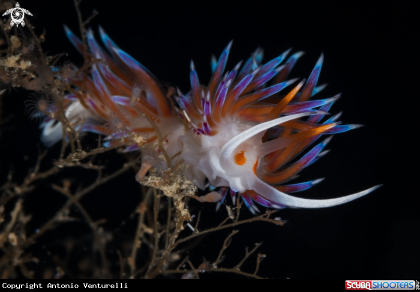 A Cratena nudibranch