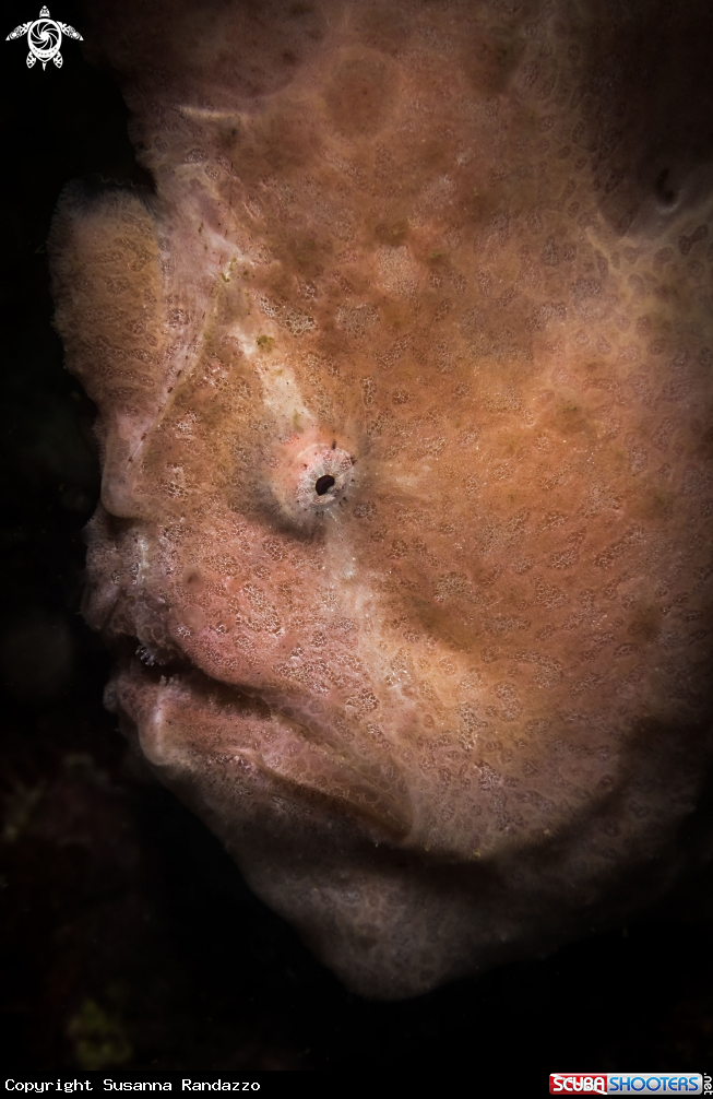 A Frogfish