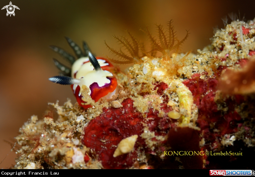 A Wine red line and reamy white nudibranch (Goniobranchus fidelis)