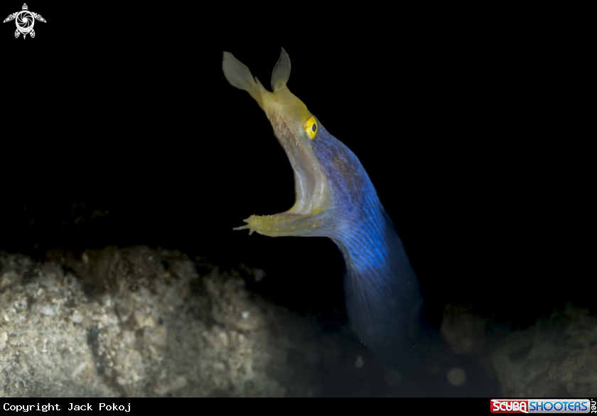 A Ribbon Eel