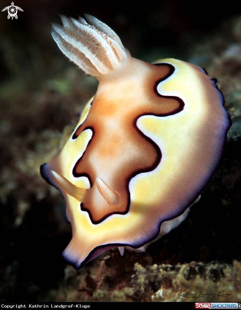 A Nudibranch