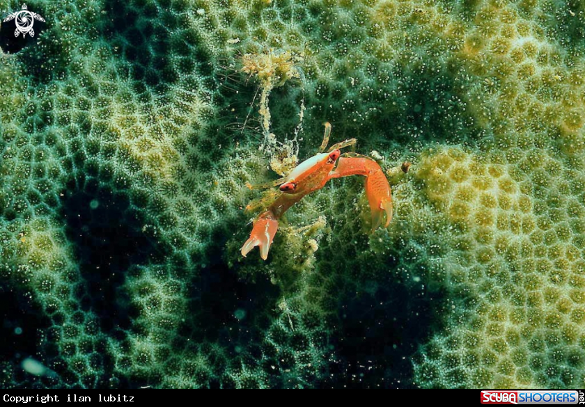 A Crab