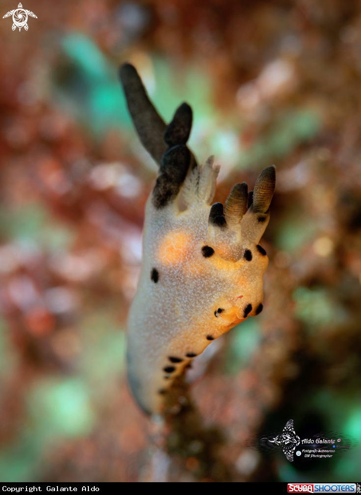 A Pikachu Sea Slug
