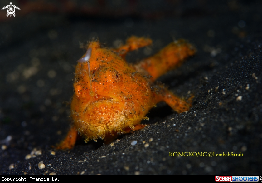 A Orange hairy frogfish with lure